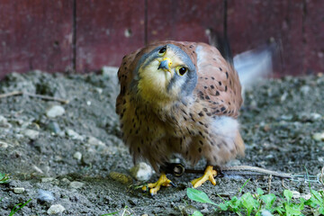 Standing kestrel on the ground with a bird harness on her legs. 
