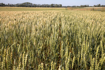 wheat harvest, wheat field on the background of blue sky in the sun. agriculture.