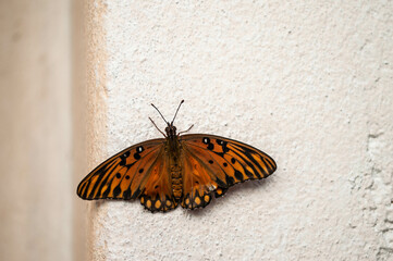 Fototapeta na wymiar butterfly on the wall