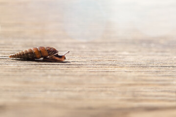 A snail on it´s way. Alinda biplicata. Text space