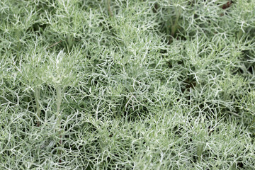 Arctic sage leaves with no flowers