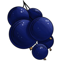 black currant berry isolated on white background