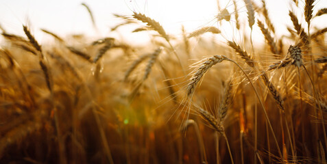 Background of ripening ears of yellow wheat field at sky background. Growth nature harvest. Agriculture farm.