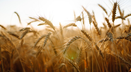 Background of ripening ears of yellow wheat field at sky background. Growth nature harvest. Agriculture farm.
