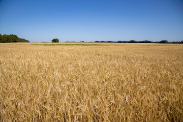 Photo of rye spikes and blue sky