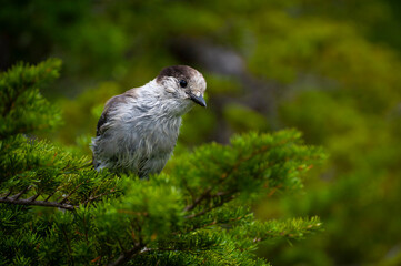 Gray Jay or commonly known as a camp robber.  Known for their fearlessness around humans and their proclivity for stealing food from campers and picnickers.