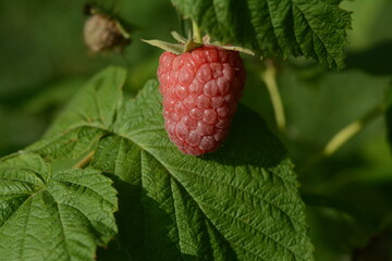 Big red raspberry berry on a bush and a close-up