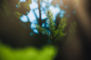 Spruce needles closeup. Blur background.