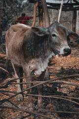 Vaca 3/4
