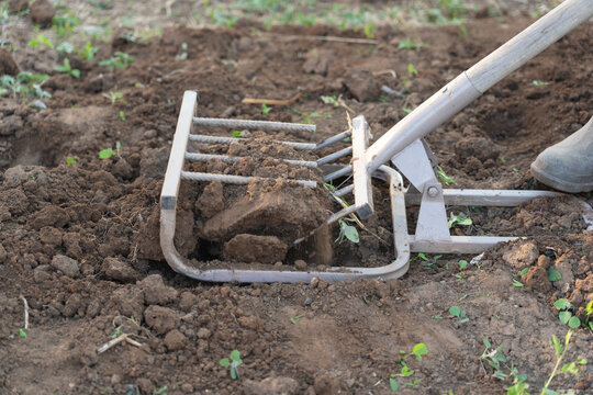 A farmer in rubber overshoes digs up the ground with a ripper shovel. Hand cultivator, close up