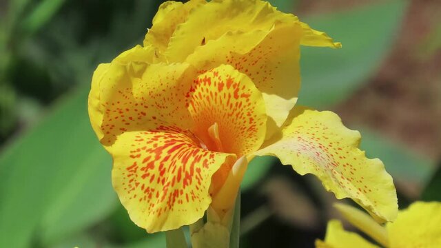 Selective Focus on Canna or canna lily. Showing dark yellow delicate petals against blurred background. Full blooming flowers. Close up at natural sunlight.