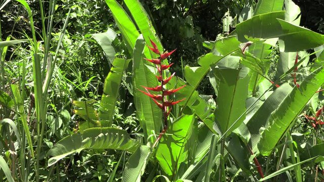 Heliconia big red and yellow tropical wild flower of america in nature Stock Footage 
