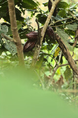 organic cacao plantation in the Peruvian jungle
