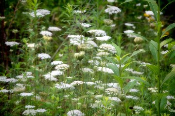 Field of Queen Annes Lace wild flowers