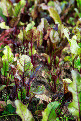 Beet tops in the garden. New harvest. Vertical. Selective focus.