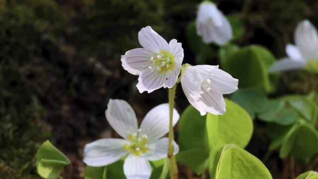 Shamrock (Oxalis acetosella). Plant of of Europe and Asia shady dark coniferous forests. Trifoliate leaves and flowers fold at night. Medicinal plant: anti-inflammatory, digestive. Nectariferous