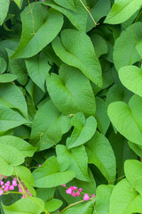 Background image of heart shaped leaves