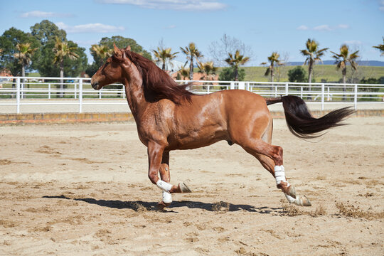 Caballo