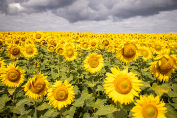 Fototapeta premium image of a field of sunflowers sunny flowers clouds
