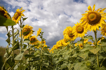 Large blooming sunflowers against a blue sky with white clouds