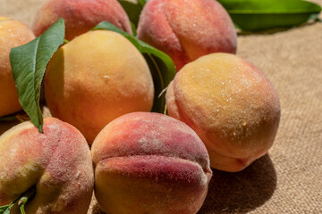 Fototapeta na wymiar Ripe fragrant peaches with velvety skin, just plucked from tree. On burlap. Advertising peach fruits, peach juice, peach oil, cosmetic creams. 