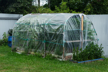 Small homemade plastic greenhouse in the garden. Harvest vegetables.