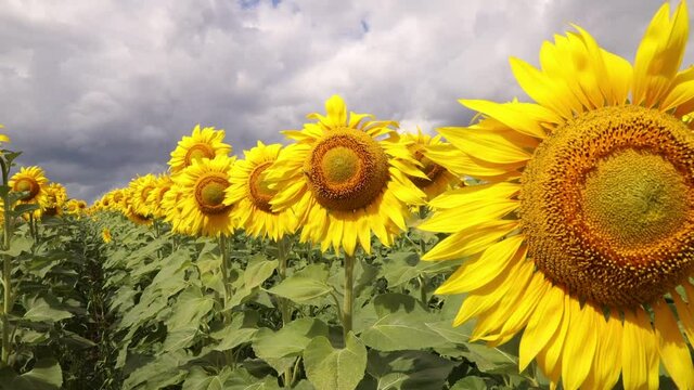 4k video hd Large blooming sunflowers against a blue sky with white clouds