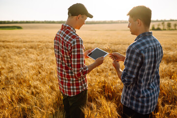 Naklejka na ściany i meble Two young farmers standing in wheat field examining crop holding tablet using internet. Modern agriculture technology. Smart farming concept. 