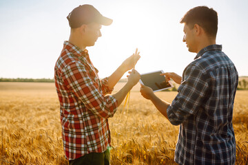 Two young farmers standing in wheat field examining crop holding tablet using internet. Modern agriculture technology. Smart farming concept. 