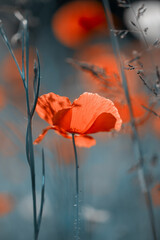 Kwiaty czerwonych maków polnych.  © anettastar