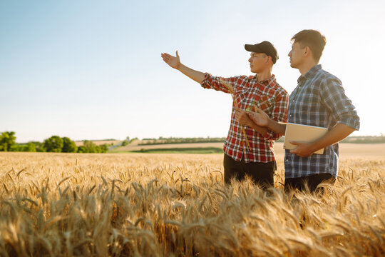 Two young farmers standing in wheat field examining crop holding tablet using internet. Modern agriculture technology. Smart farming concept. 