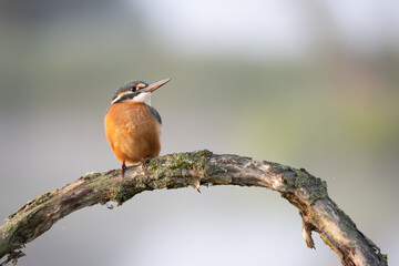 kingfisher on branch alcedo atthis