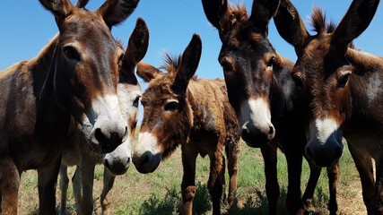 a herd of donkeys looks at the photographer's camera. cute donkeys on the roadway ask people for...
