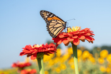 Monarch Butterfly on Zinnia