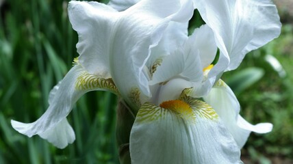Fototapeta na wymiar white iris with a yellow heart close-up in natural light, macro view of a blooming large iris on a blurred background of a summer garden, iris inflorescence during flowering