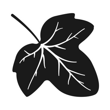 Ivy leaf in silhouette vector icon