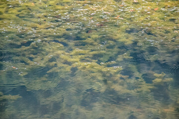 reflections in the green water