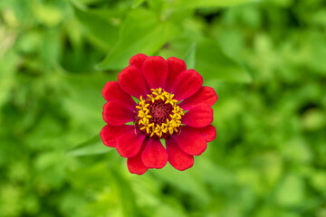 Obraz premium Top view red flower zinnia elegans in the garden.