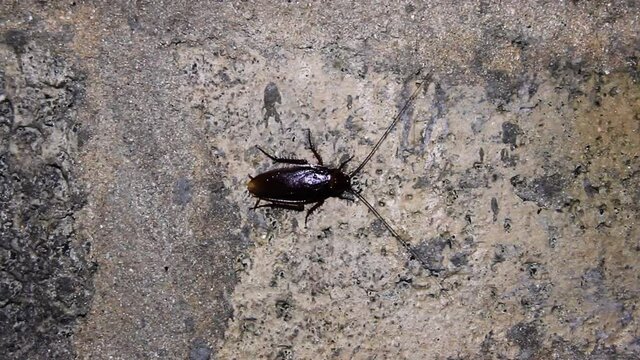 American cockroach Periplaneta. Sri Lanka