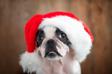 Cute pet Dog Boston Terrier in a Santa Claus Christmas hat. The concept of the new year and Christmas.