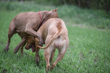 Two ferocious American pit bulls are fighting on the field.