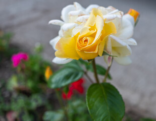 A yellow rose growing in the garden with selective focus, shallow depth of field and bokeh
