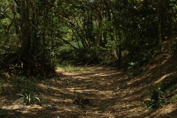 Camino a través de la selva