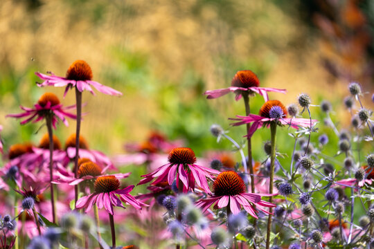 Stunning pink echinacea flowers, also known as cone flowers or rudbeckia. The perennial flowers were photographed in mid summer in a garden in Surrey UK.  The plants have medicinal properties.