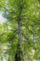 trees in the green woods