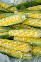 Corn on the cob. Two varieties of corn with common yellow and white kernels.