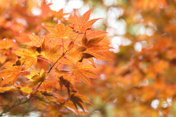 Japanese maple tree leaves background.