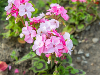 Bright pink geranium growing in a garden with close and selective focus, bokeh and shallow depth of field