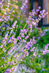 Lavender bushes close-up. An image with blurred and sharp lavender flowers.