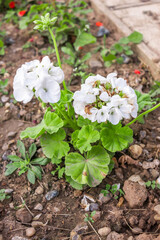 White geranium growing in a garden with close and selective focus, bokeh and shallow depth of field